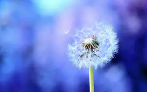 Captivating Dandelion Seeds in Full Bloom