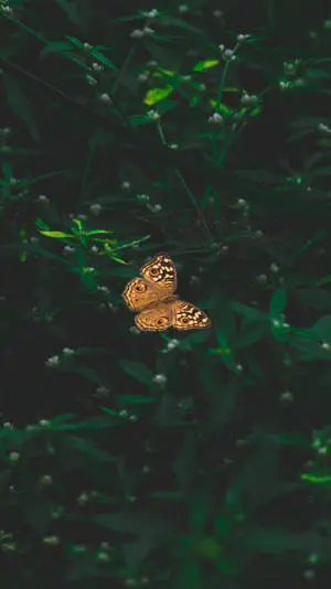 Dark Aesthetic Orange Butterfly