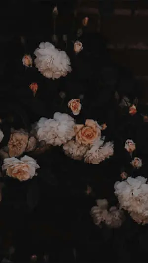 Aesthetic Pale Flowers In Dark