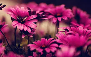 Deep Purple Flower Desktop