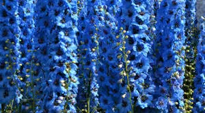 Delphinium Blue Flower Background
