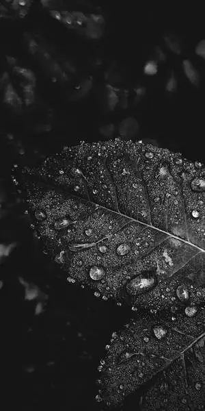 Dew Drops On Leaves Black White iPhone