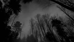 Eerie Forest Dark Aesthetic