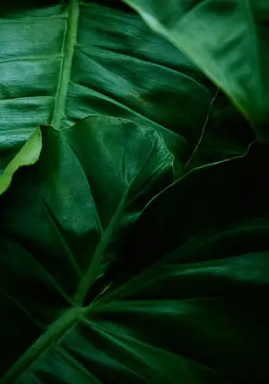 Elaphant's Ear, Emerges with Fresh, Green Splendor