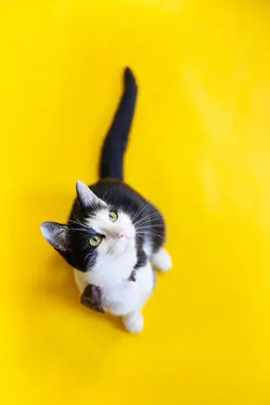 Eye Catching Bicolor Tabby Cat PFP