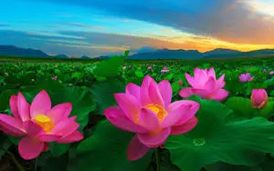 Field Of Lotus At Sunset