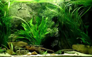 Plants And Rocks Fish Tank Background