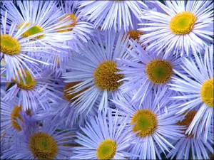 Fleabane Daisy Flowers PC