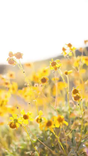 Brittlebush Floral Aesthetic iPhone