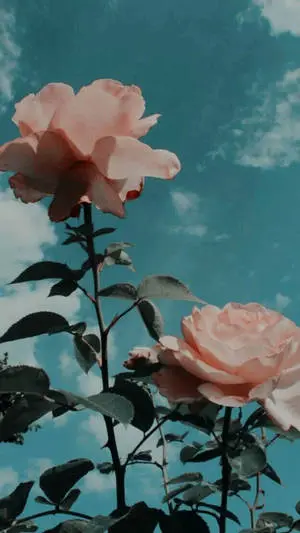 Flower Aesthetic In Sky