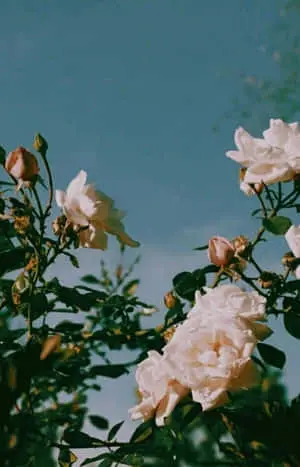 A Single Delicate Flower Blooming in the Garden, Symbolizing Unabashed Beauty 