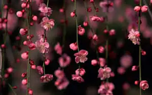 Blooming with vibrant beauty