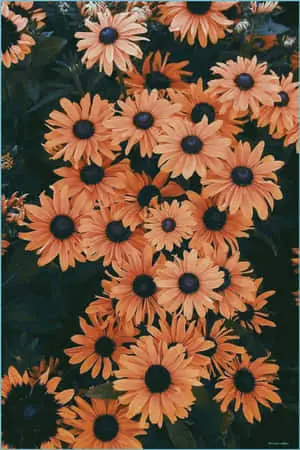 Let your soul bloom.