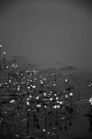 Flowers On Water iPhone Dark