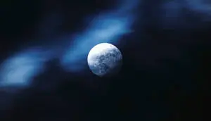 The silhouetted trees framed by a full moon in a dim sky 