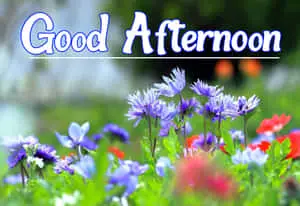 Good Afternoon Spring Day Flowers Picture