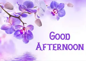 Good Afternoon Purple Flowers Picture