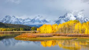 Grand Teton National Park Yellow Landscape