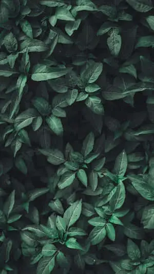 Embrace the beauty of nature with this lush green aesthetic background
