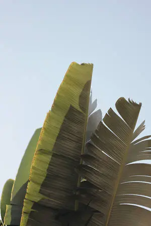 Refresh your space with the vibrant green hues of banana leaves.