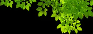 Green Leaves Black Background