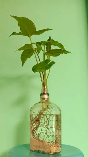 Photo  Nature Nourishes and Heals