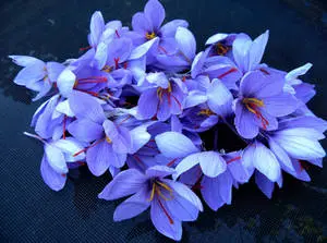 Exquisite Harvest of Saffron Crocus