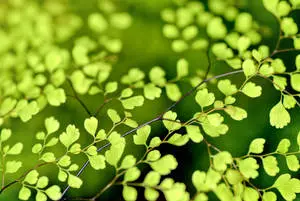Hijau Tiny Leaves