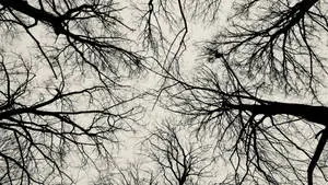 Leafless Trees Black Aesthetic