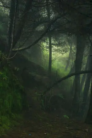 Lime Green Aesthetic Forest Phone