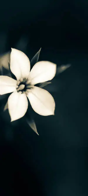 Macro White Flower Plant For iPhone