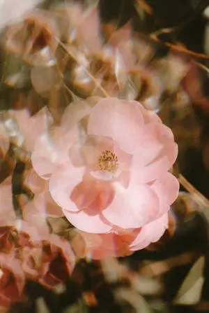 Mesmerizing Pink Vintage Flower Aesthetic