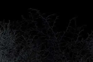 Midnight Twigs Silhouette