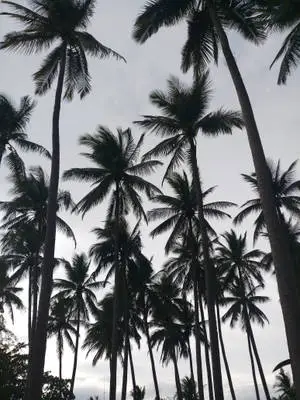 Monochrome Coconut Trees