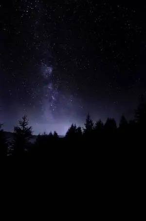 Natural Dark Forest With Starry Sky