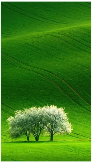 Nature Phone Three Trees Grassland