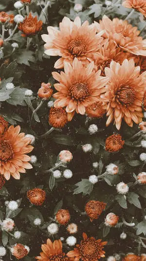 Orange Vintage Flower Aesthetic Chrysanthemums