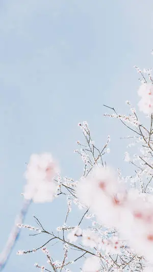 Delicate pink sakura contrasted against calming pastel blue atmosphere