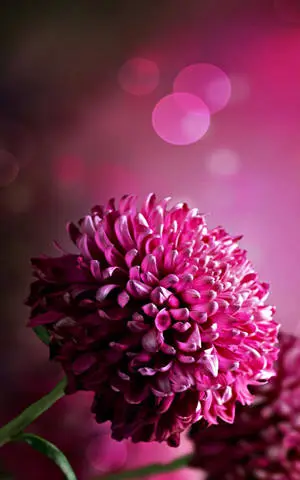 Pink 3D iPhone Flower