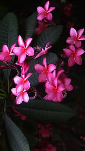 A beautiful pink flower rests atop a sleek mobile phone
