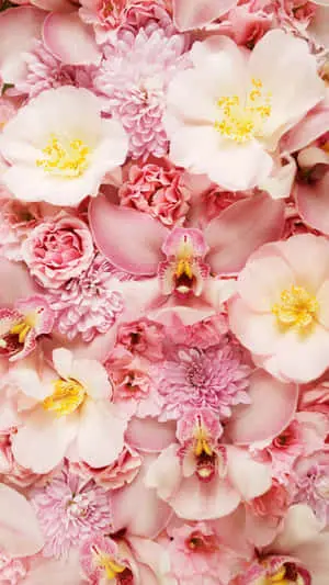 a bunch of pink flowers