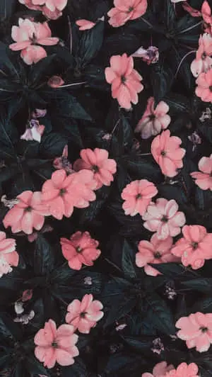Image  A Pink Flower Phone Sitting on a Bench