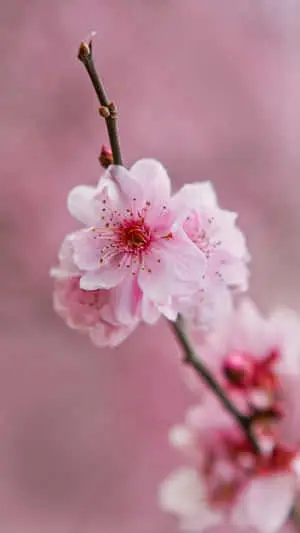 a pink flower is on a branch with a pink background