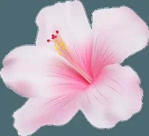 Pink Hibiscus Bloom Graphic