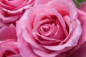 Pink Rose Close-Up Shot