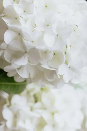 Pure White Hydrangea