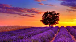 Purple Field In Full Desktop Screen Hd