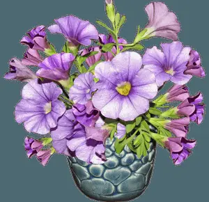 Purple Petuniasin Blue Vase