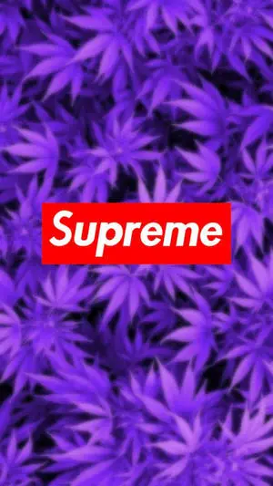 Purple Supreme Cannabis