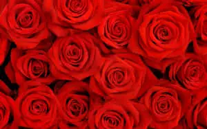 Enjoy the beauty of a Red Aesthetic. 